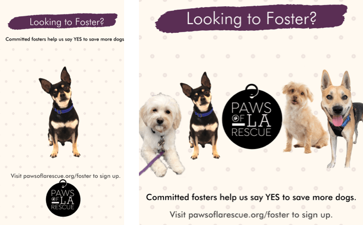 Two social media posts reading 'Looking to Foster?' with Paws of LA's logo and images of rescue dogs.